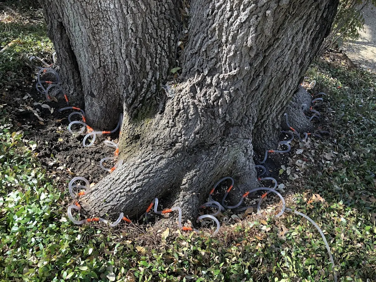 Detailed Shrub and Hedge Trimming job site in Powell